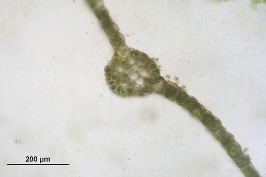 Image of rose rhodobryum moss