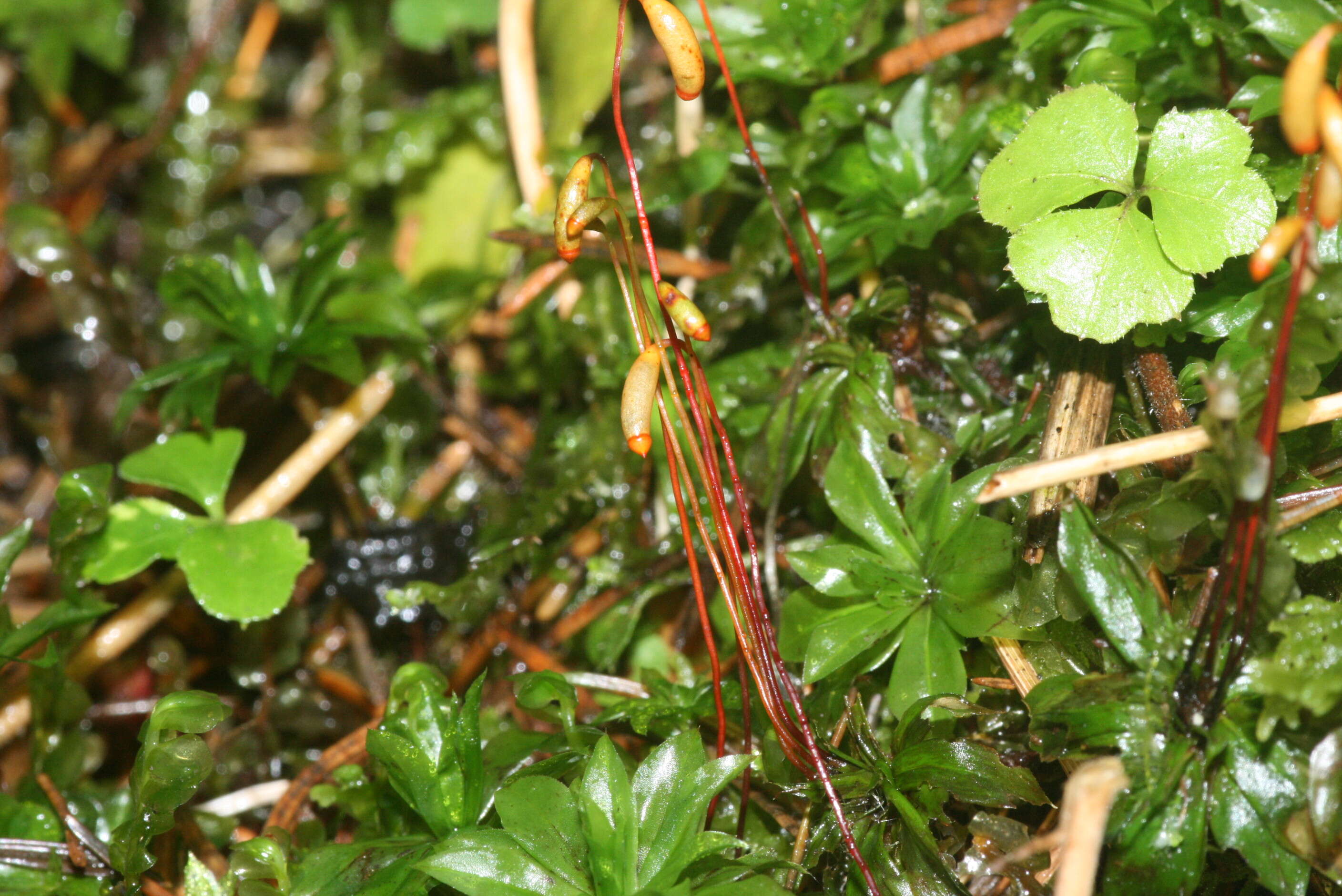 Image of rose rhodobryum moss