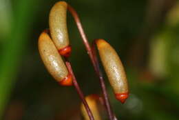 Image of rose rhodobryum moss