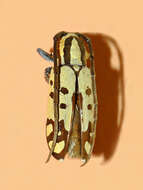 Image of Tragocephala variegata Bertoloni 1845