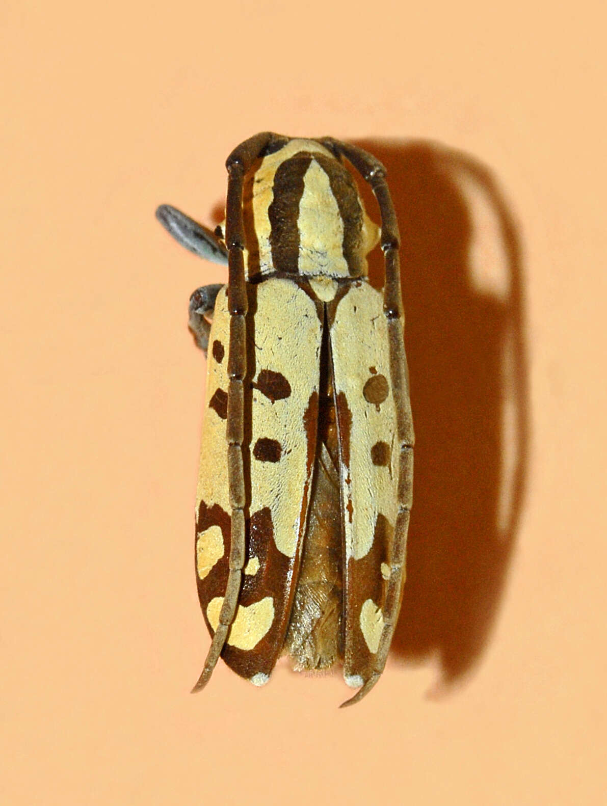 Image of Tragocephala variegata Bertoloni 1845