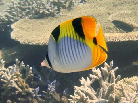 Image of Blackwedged Butterflyfish