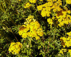 Image of seaside woolly sunflower