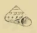 Image of Minolia malcolmia