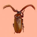 Image of Cantharoctenus antennatus (Franz 1938)