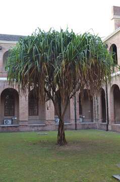 Image of pandanus