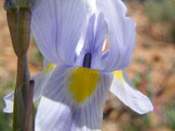 Image of blue-tulip