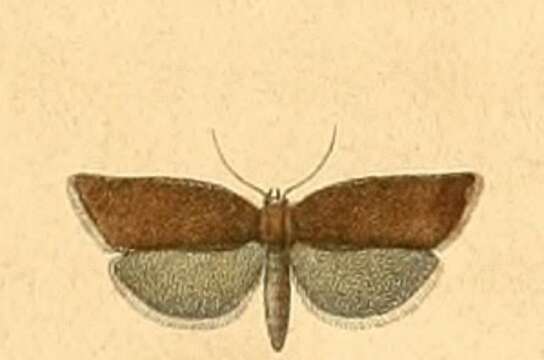 Image of Clepsis unicolorana Duponchel 1834