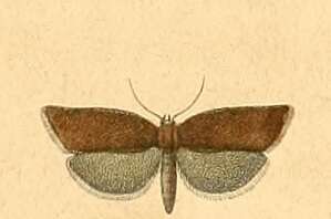 Image of Clepsis unicolorana Duponchel 1834