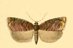 Imagem de Grapholita janthinana Duponchel 1835