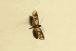 Image of Gynnidomorpha vectisana