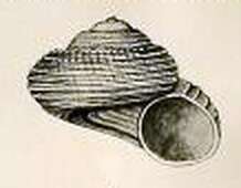 Image of Spectamen semireticulatum (Suter 1908)