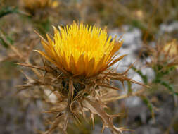 Image of Carlina corymbosa L.