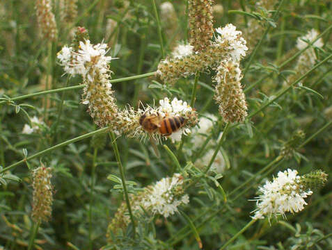 Image of white prairie clover