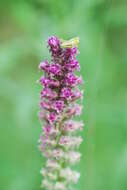 Слика од Liatris aspera Michx.