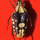 Image of Coilodera penicillata Hope 1831