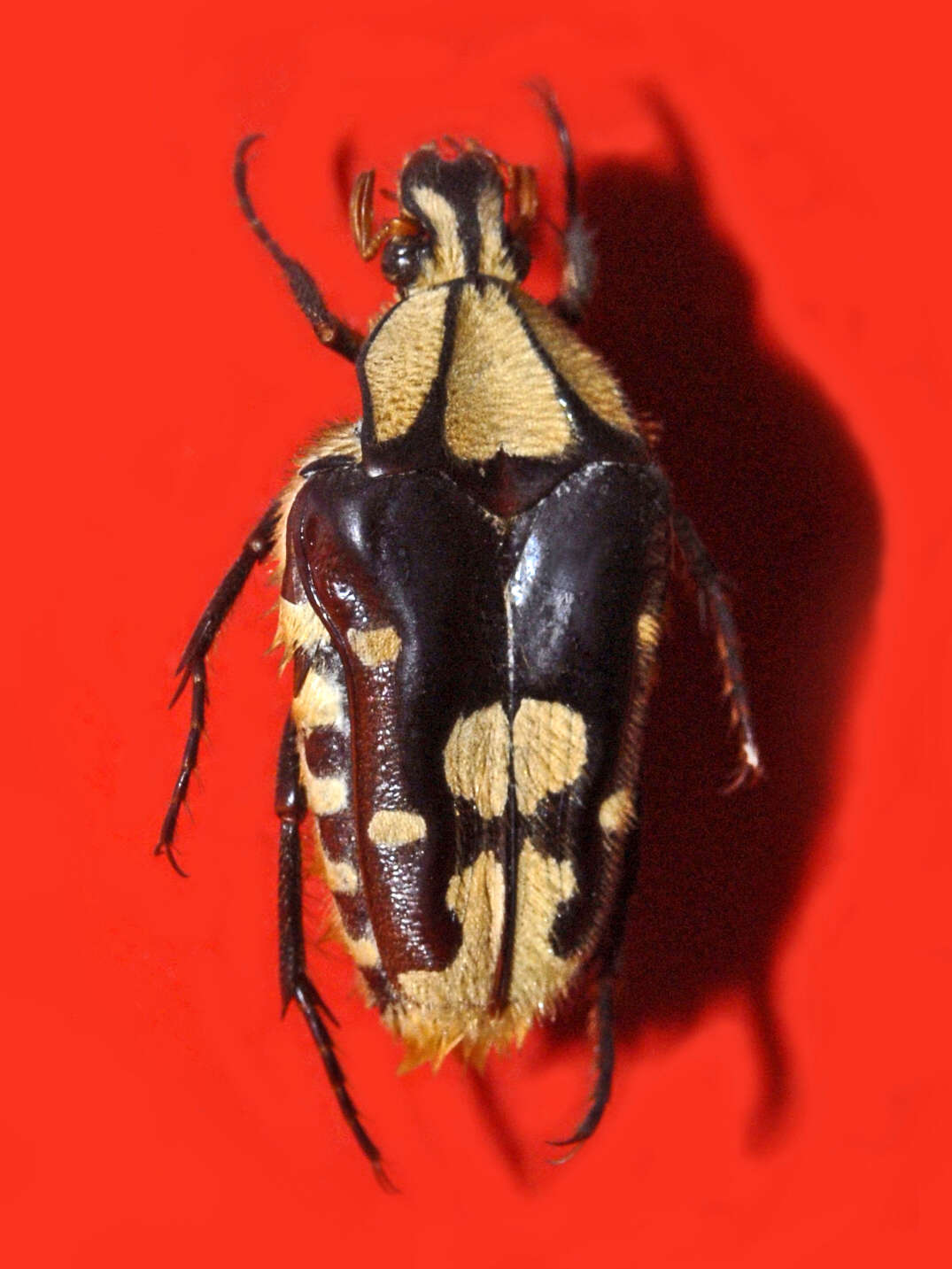 Image of Coilodera penicillata Hope 1831