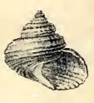 Image of Solariella charopa (R. B. Watson 1879)