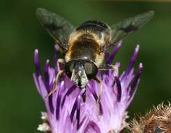 Image of Eristalis rupium Fabricius 1805