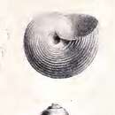 Image of Solariella cingulima Locard 1898