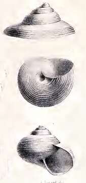 Image of Solariella cingulima Locard 1898