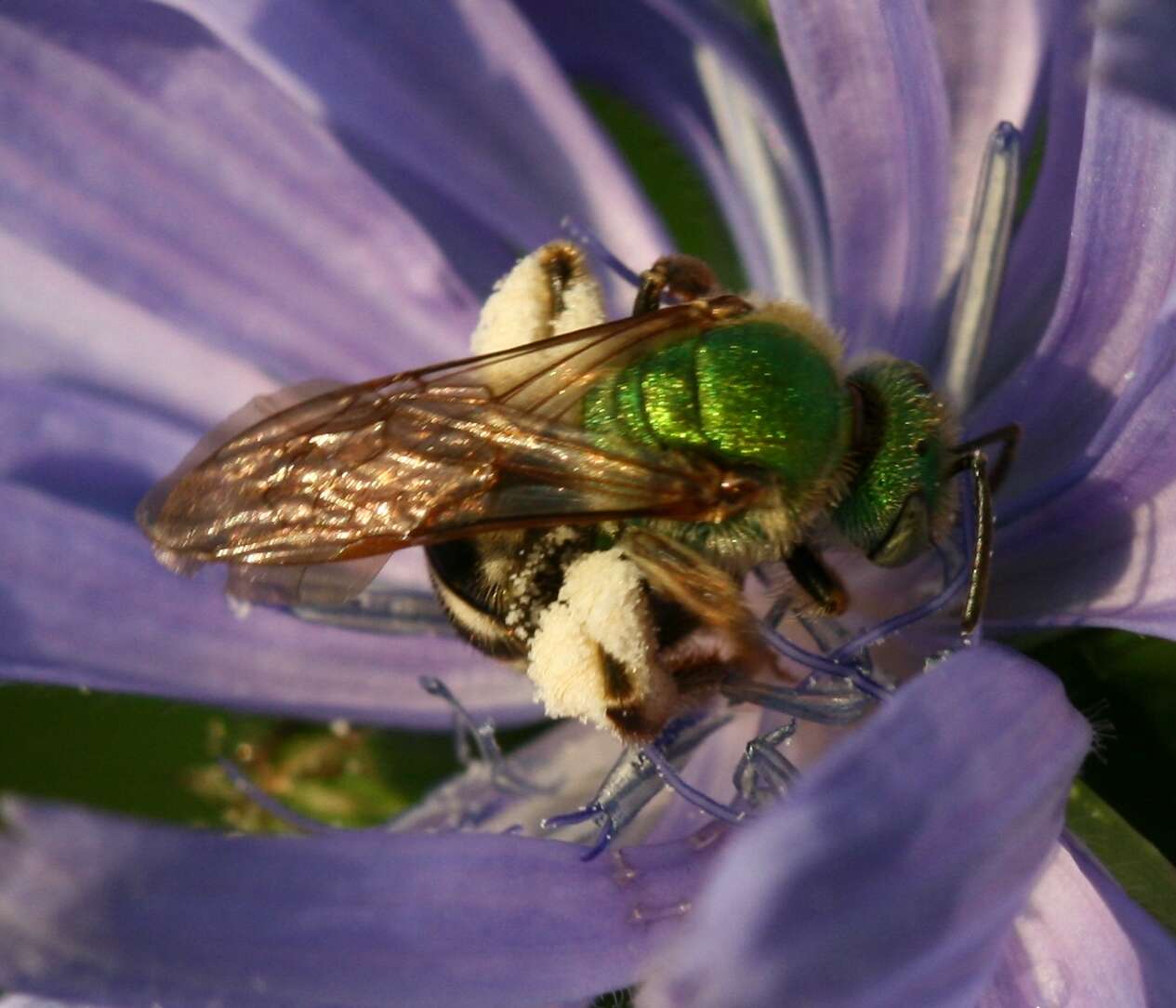 Image of Bicolored Agapostemon