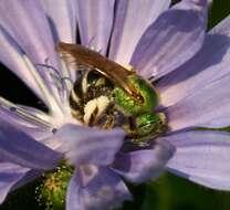 Image of Bicolored Agapostemon