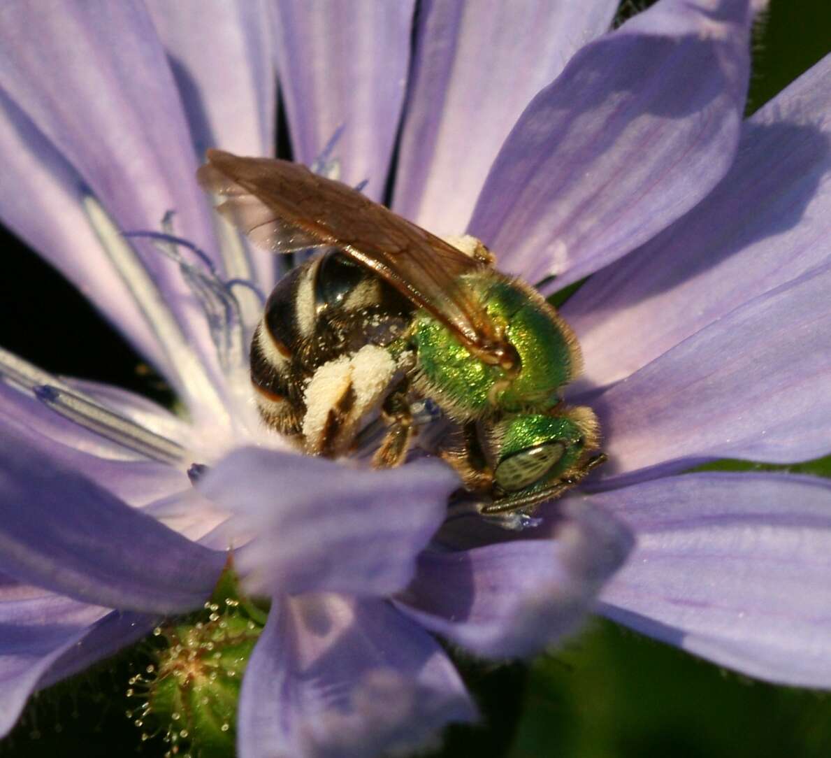 Image of Bicolored Agapostemon