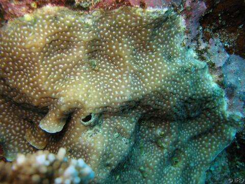 Image of Pavona coral