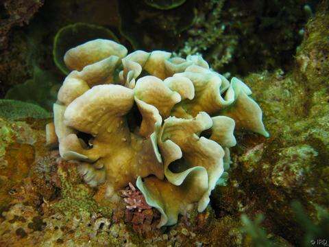 Image of Pavona coral