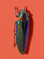 Image de Chrysochroa vittata (Fabricius 1775)