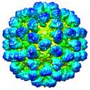 Sivun Lagovirus kuva
