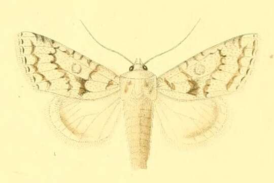 Image of Aporophyla canescens