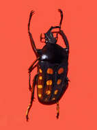 Image of Mecynorhina (Amaurodes) passerinii (Westwood 1843)