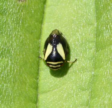 Image of Dogwood Spittlebug