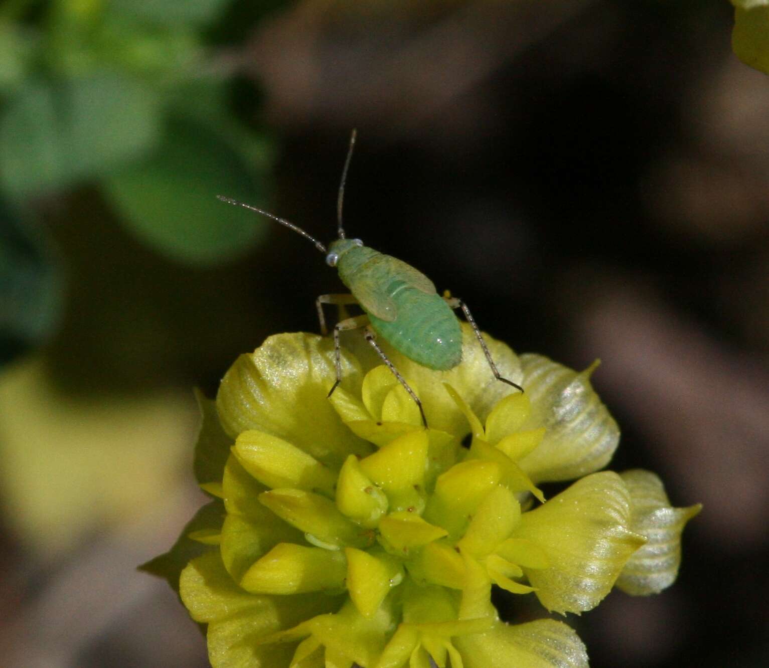 Plagiognathus chrysanthemi (Wolff 1804)的圖片