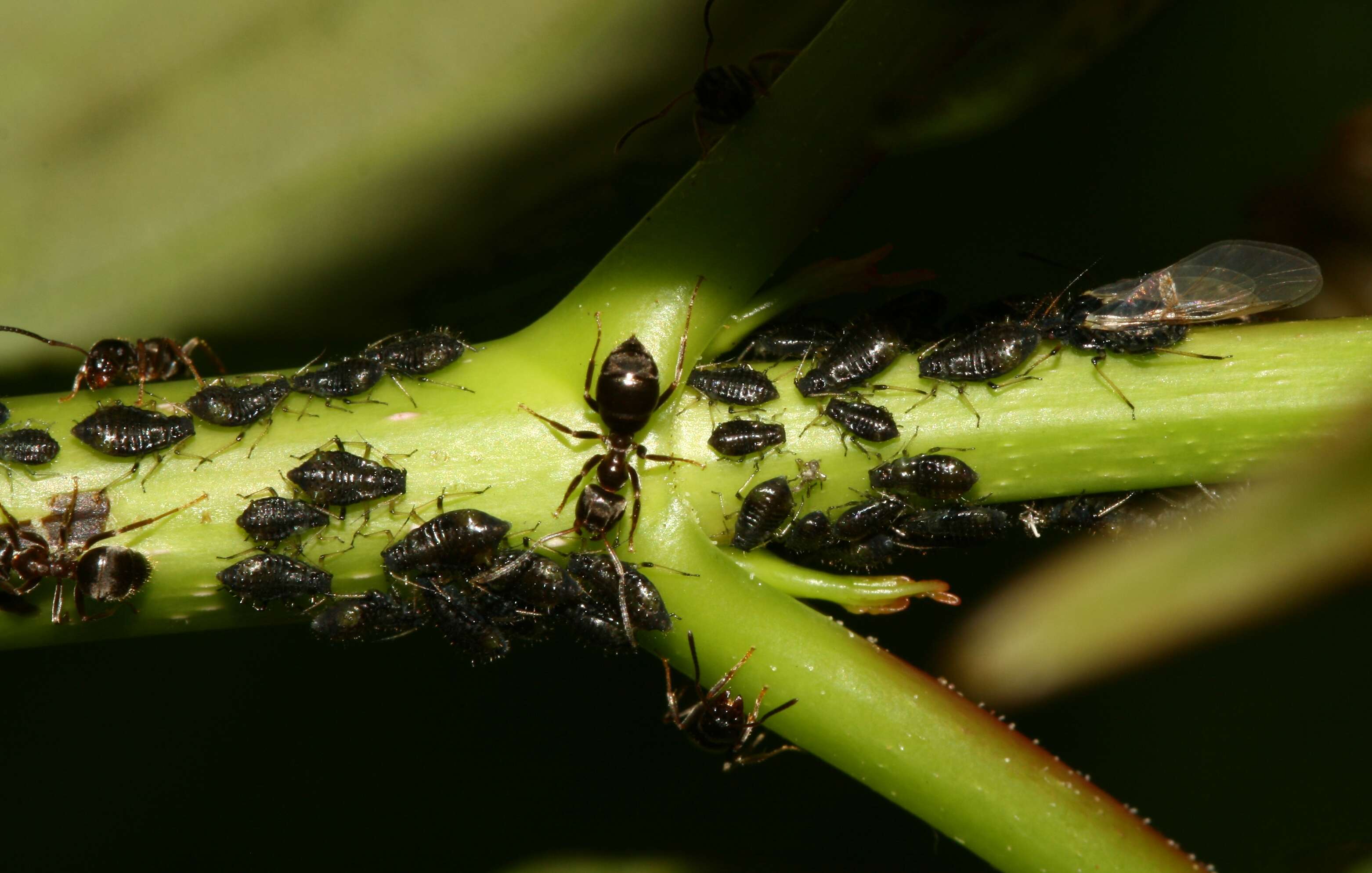 Image of maple aphid