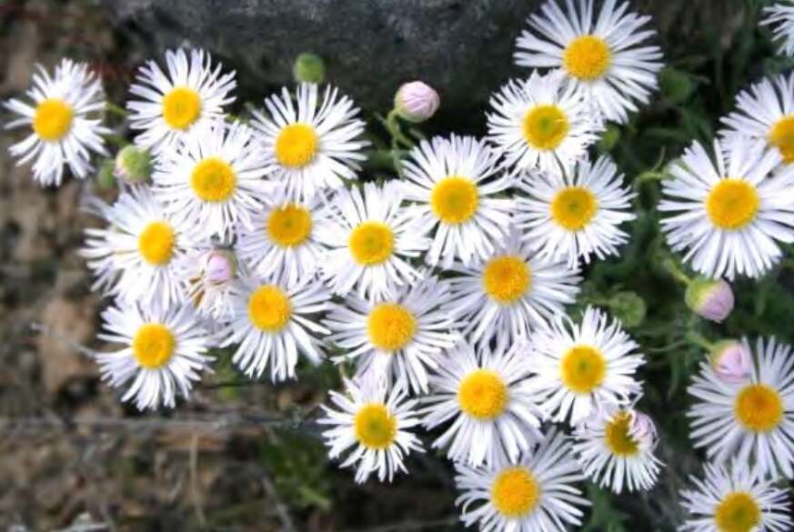 Image of shaggy fleabane