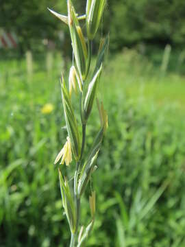 Image of Slender Wild Rye