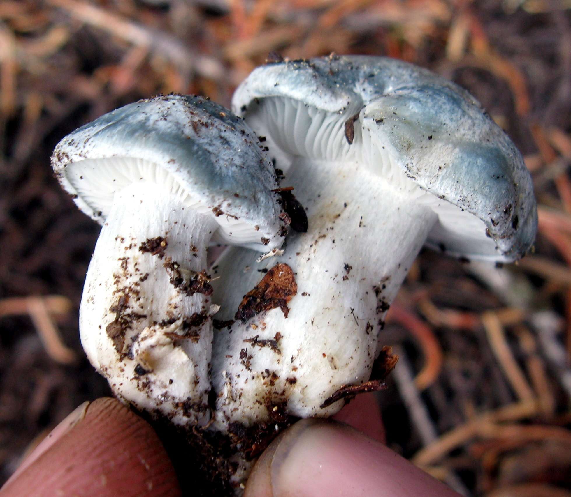 Image of Hygrophorus caeruleus O. K. Mill. 1984