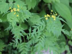 صورة Nemosenecio nikoensis (Miq.) B. Nord.