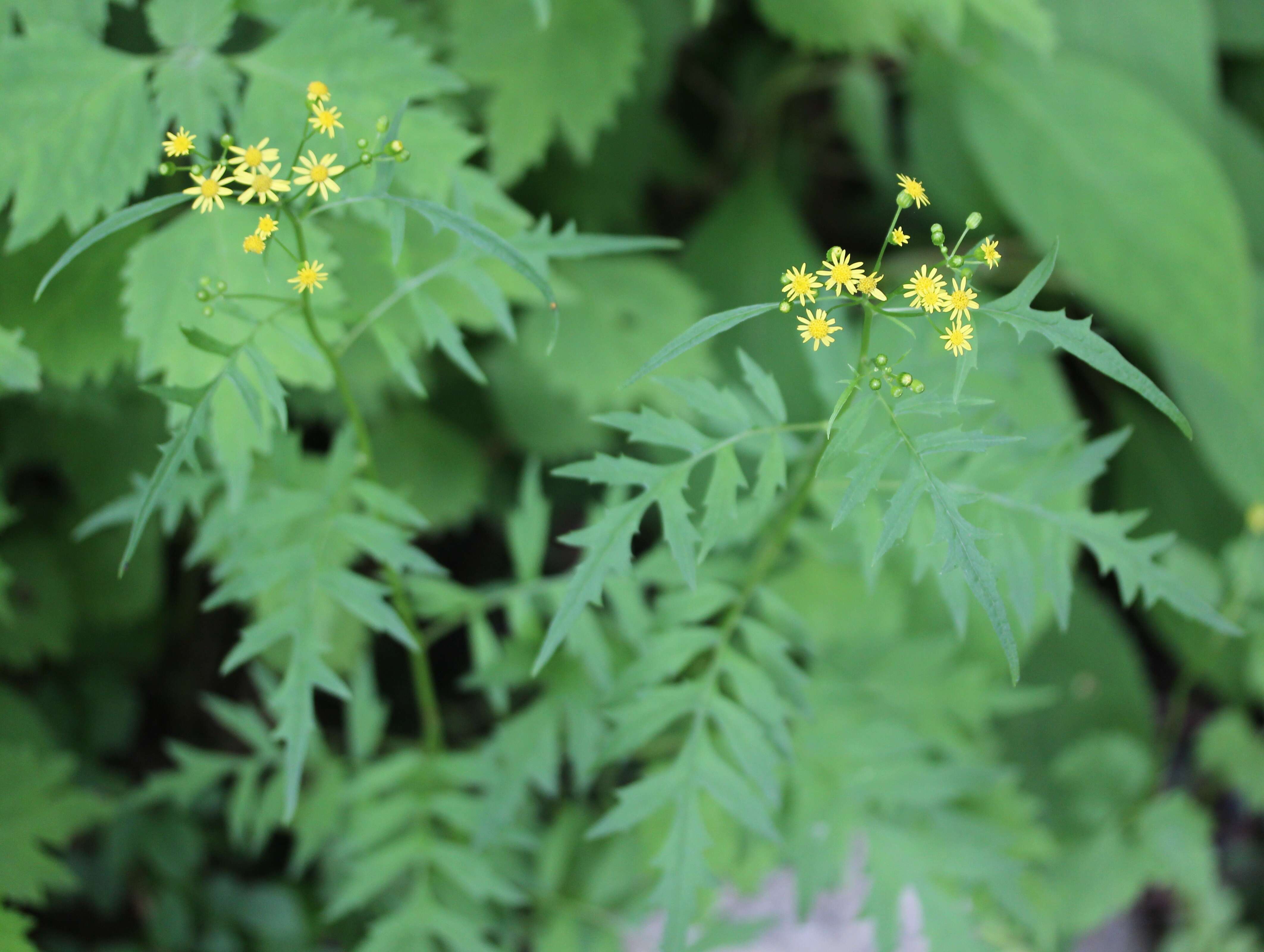 Image of Nemosenecio nikoensis (Miq.) B. Nord.