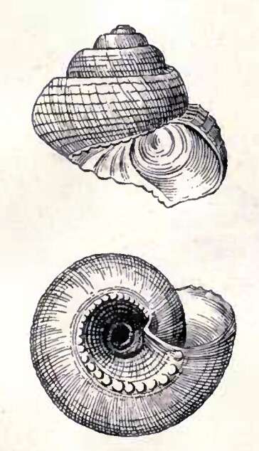 Image of Solariella iris (Dall 1881)