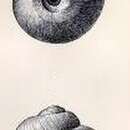 Image of Chonospeira nuda (Dall 1896)