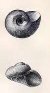 Image of Chonospeira nuda (Dall 1896)