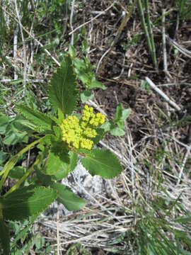 Image of Heart-leaved meadow parsnip