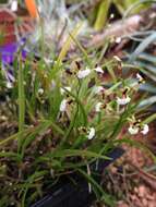 Image of Gomesa radicans (Rchb. fil.) M. W. Chase & N. H. Williams