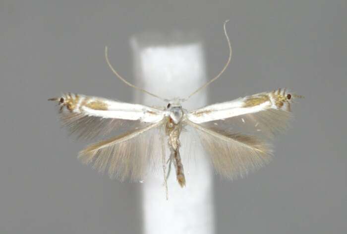 Image of apple leaf miner