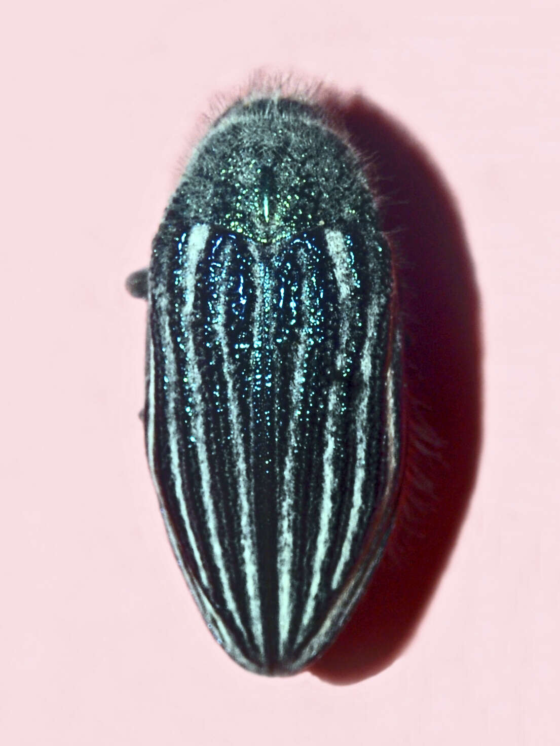 Image of Julodis andreae (Olivier 1790)