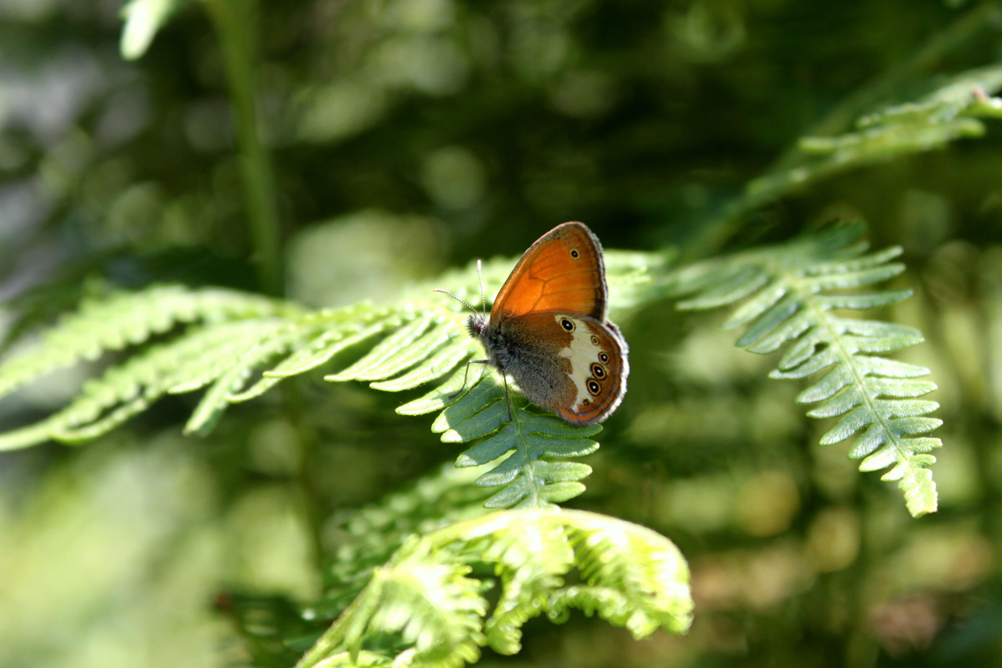 Sivun Coenonympha arcania Linnaeus 1761 kuva